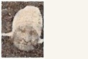 Wilhelmina Gravemaker.jpg